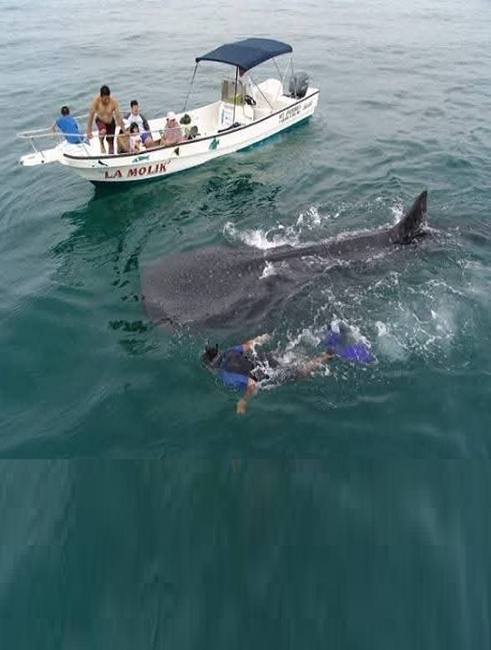 Experience one of the most unforgettable adventures in the Mexican Caribbean.