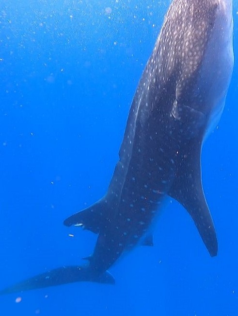 Experience one of the most unforgettable adventures in the Mexican Caribbean.