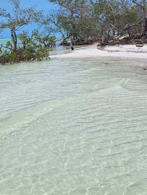 Discover crystal-clear waters, flamingos, sandbanks and untouched nature.